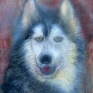 hasky 21x24 oel pastell